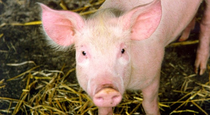 Fotografía de cerdo sonriendo tras ser rescatado de inundaciones causa furor en redes