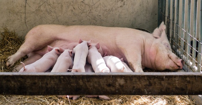 Nacimiento de cerdito con apariencia de mono sorprende a familia de Cuba