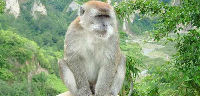 Amor maternal: la historia de una mona y su 