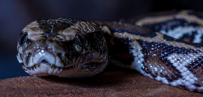 Pitón aterrorizó a una familia en Indonesia: mató al gato y se ocultó bajo una cama