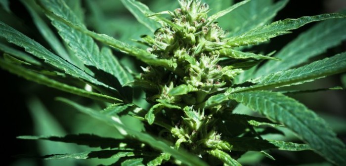 Sujeto iba a ser detenido por no pagar pensión alimenticia y terminó preso por cultivo de marihuana