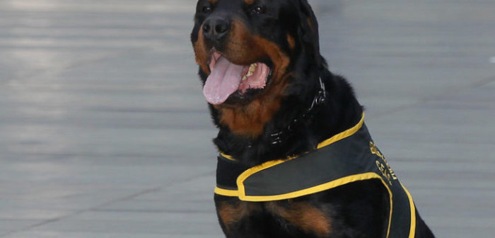 Anciana murió tras ser atacada por perros rottweiler: dueña de los animales fue detenida