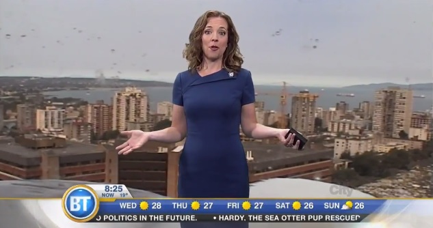 No estaba invitada: gaviota 'gigante' se cruza durante informe del tiempo en TV canadiense