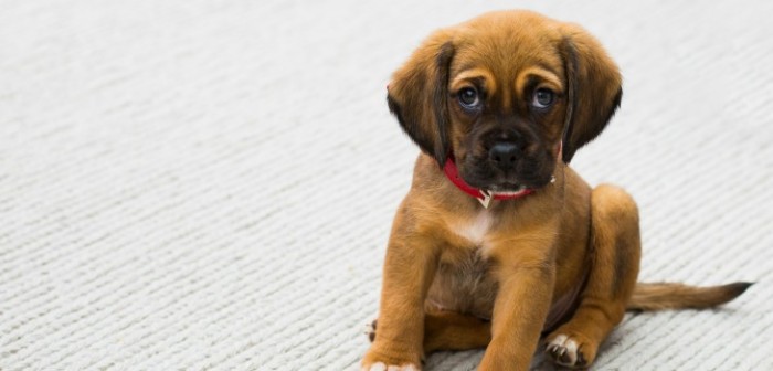 Cachorrito enterneció las redes sociales por su expresión durante reto de su dueño