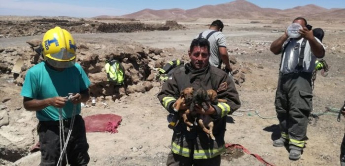 Bomberos rescata a 4 perritos que fueron lanzados a pozo de 15 metros: estaban en una caja