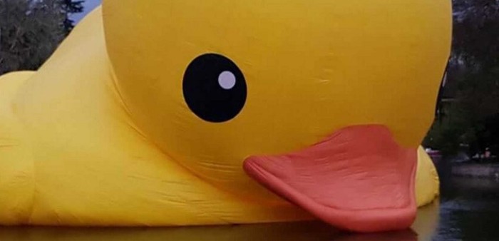 Pato de hule gigante 'muere' tras sufrir pinchazo en Parque Quinta Normal
