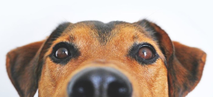 Esta es la verdadera fórmula para calcular la edad de tu perro o tu gato