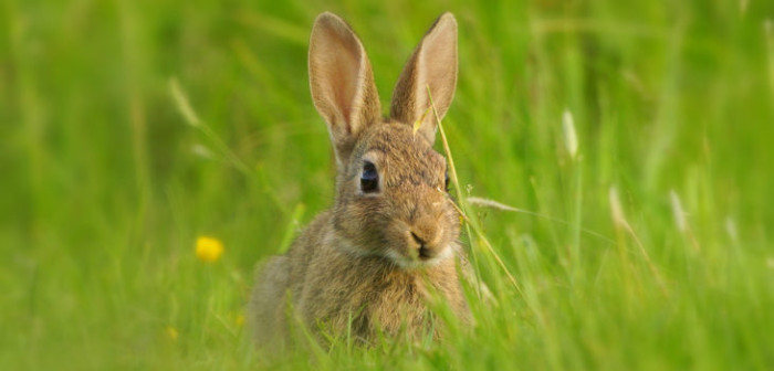 Piden controlar 7 especies invasoras por millonario daño ambiental en Chile