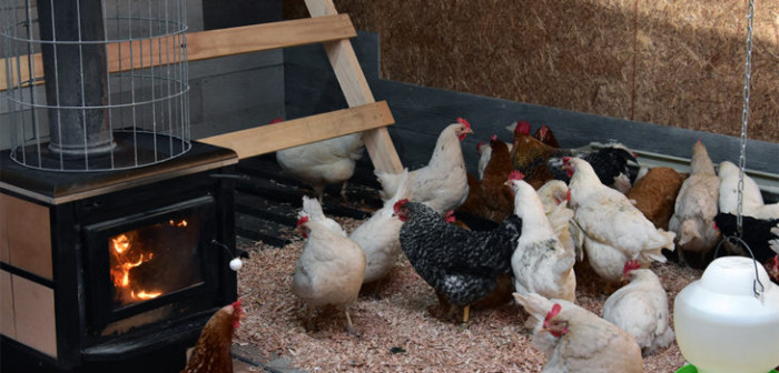 Agricultor de Punta Arenas construye 'casa' para cuidar a sus gallinas