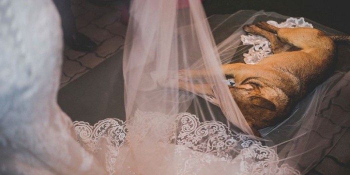 Perro abandonado irrumpió en plena boda en Sao Paulo: novios decidieron adoptarlo