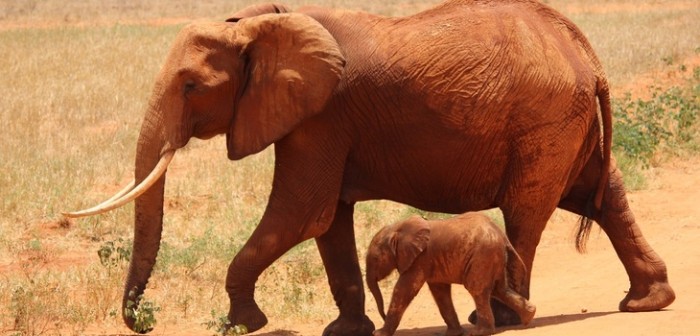 Una mujer y tres niños mueren pisoteados por elefantes salvajes en Bangladés