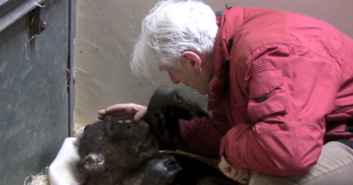 Los últimos momentos que compartieron chimpancé y antiguo cuidador que emocionan al mundo