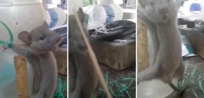Dos hombres se ganaron el odio en redes tras torturar a un ratón que les 'robó comida'