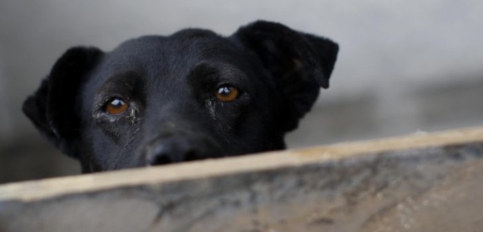 La conmovedora historia de 'Esperanza', la perrita que fue acuchillada por desconocidos