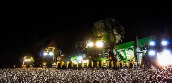 ¿Plantación o un concierto? La foto viral que confunde en redes sociales