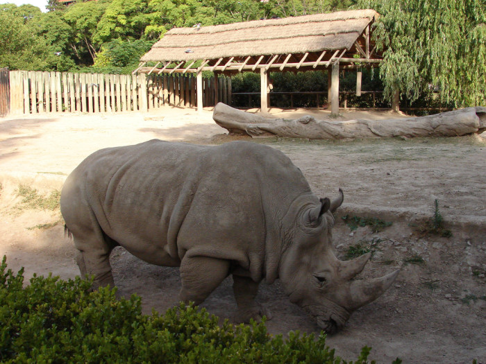 La triste imagen de un rinoceronte blanco en extinción que ha conmovido a miles