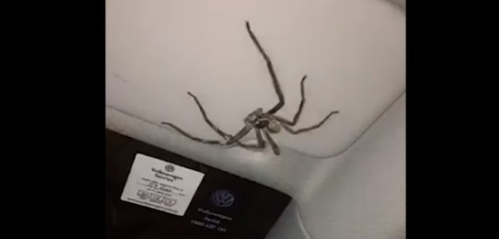 ¡Terrible! Australiana manejó a su casa con araña gigante a centímetros de su cara
