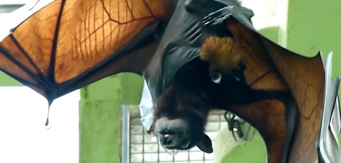 Soldados filipinos capturaron gigantesco murciélago de casi 2 metros