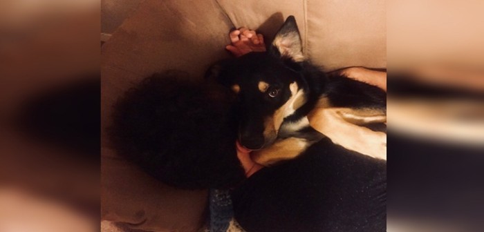 Perro engañó a sus dueños para evitar que lo dejaran solo: simuló estar enfermo