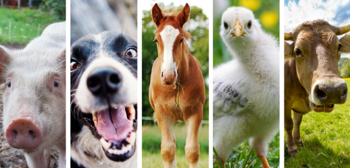 Arquitecto recopiló 1.001 frases animalescas ocupadas en Chile: demoró 30 años