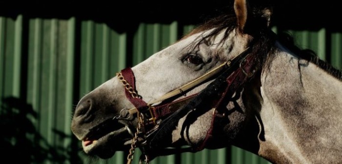 Horrible maltrato: hallan caballo con impactantes heridas en ruinas de una fábrica en Tomé