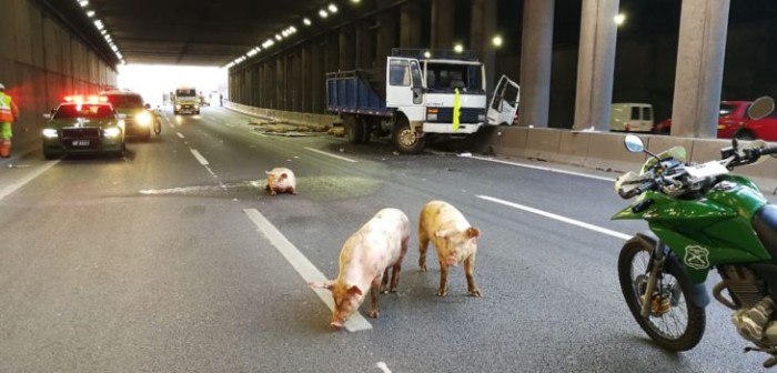 Cerdos mueren al caer a la vía tras choque de camión en Autopista Central