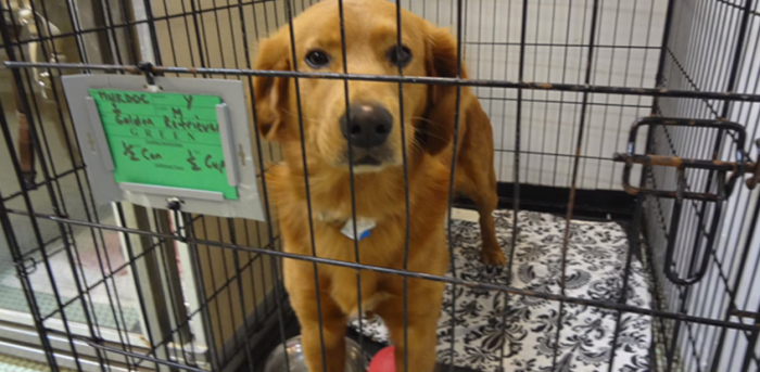 Perrito recién adoptado no dormía en su nueva casa y el motivo desconcertó a dueños