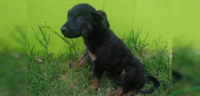 Un final feliz: cachorro sobreviviente de ataque con alquitrán fue adoptado por familia