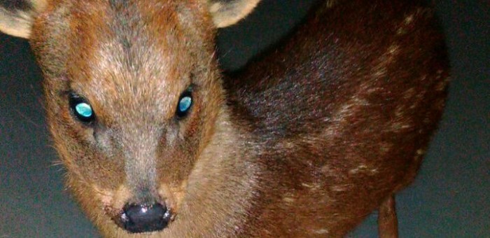 Carabineros encuentran pudú en Lota y lo refugian en comisaría porque SAG 