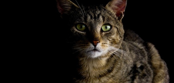 Matan a palos a gata preñada en supermercado de Las Condes: alcalde anunció querella