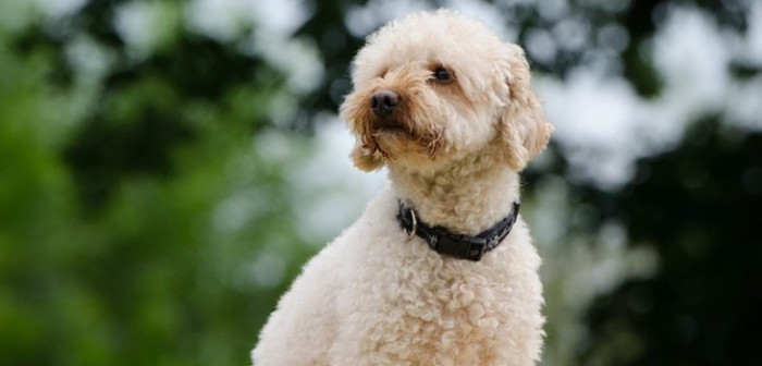 Denuncian que grave descuido de peluquería canina causó la muerte de un perro poodle