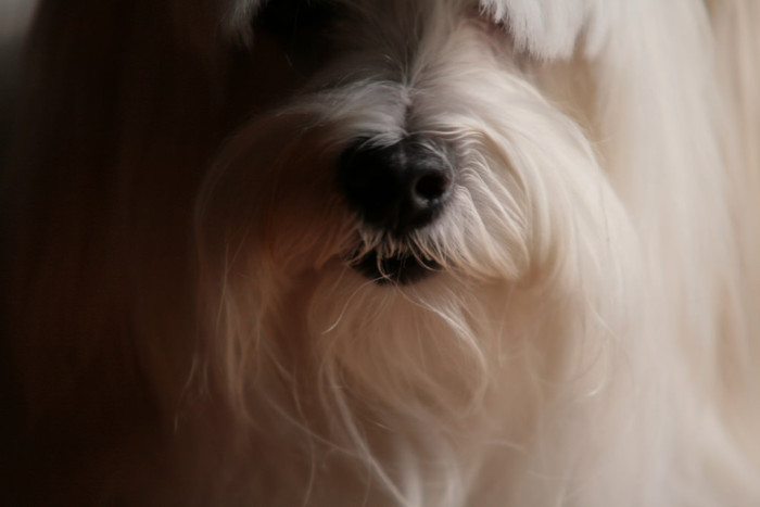 Perrita estuvo al borde de la muerte tras ser sometida a 'tratamiento' de belleza