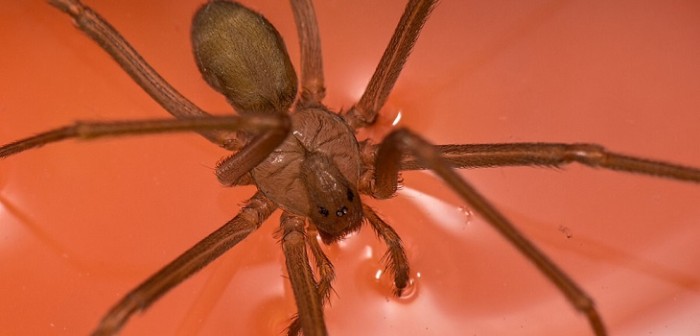 Carlos Galeano (cc) | Flickr