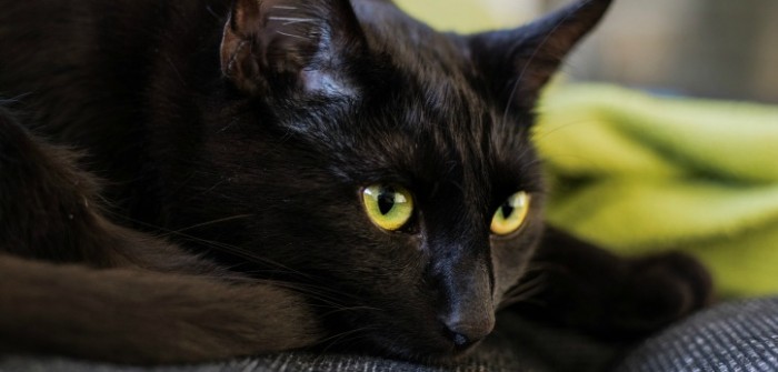 El conmovedor caso de gatito que murió junto al cuerpo de su dueña estremece en redes