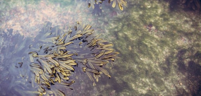 Vecinos acusan malos olores por acumulación de algas en Penco: no pueden abrir ventanas