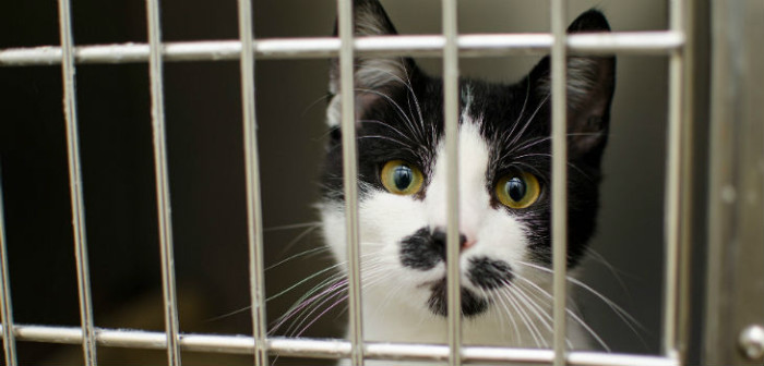 ¡Indignada! Mujer dejó a su gato en el veterinario y lo encontró a la venta en Facebook