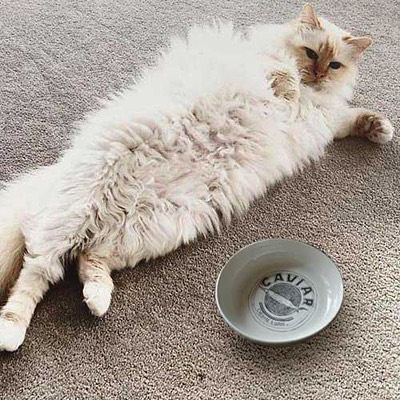 Choupette Lageferld | Instagram