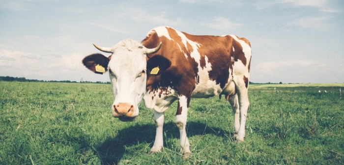 Trabajador intentó lacear un vacuno en Temuco: debió arrancar tras épico fail