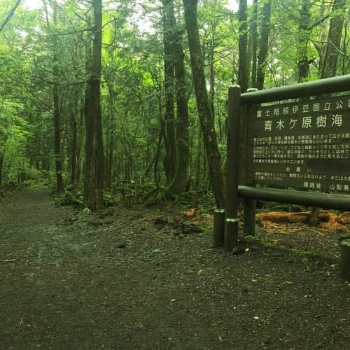 Aokigahara | Instagram