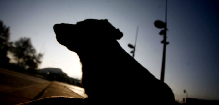 Delincuentes matan a perros guardianes para robar $25 millones de empresa: los envenenaron