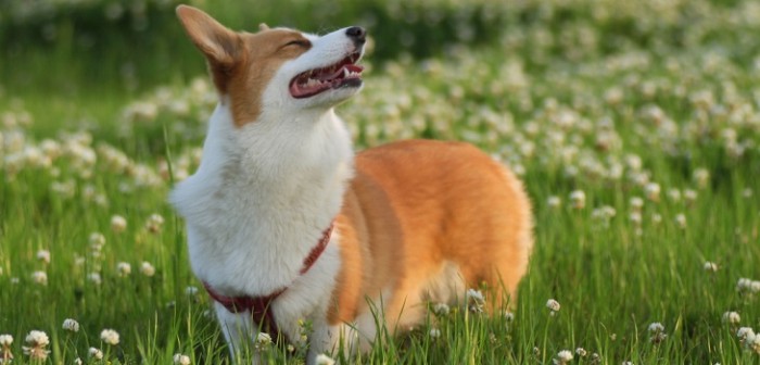 ¡Jamás lo esperó! Mujer se llevó gran sorpresa al ver qué hacía su mascota en la noche