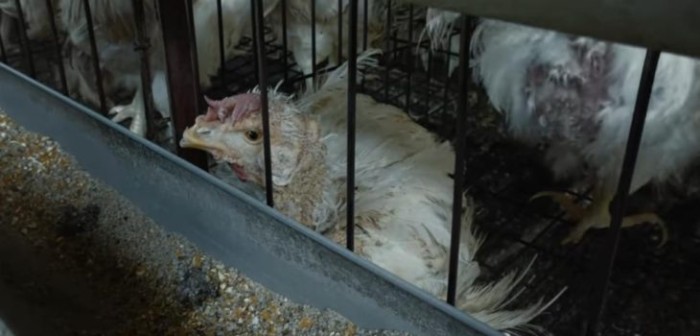 En Chile el 99% de los huevos no provienen de 'gallina feliz': Francia dio gran paso