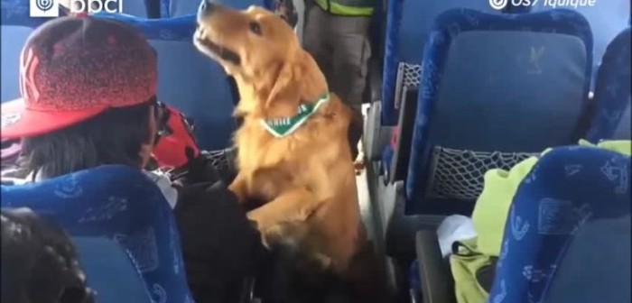 Perro antidrogas delató a joven que llevaba 6 mil dosis de pasta base en un bus