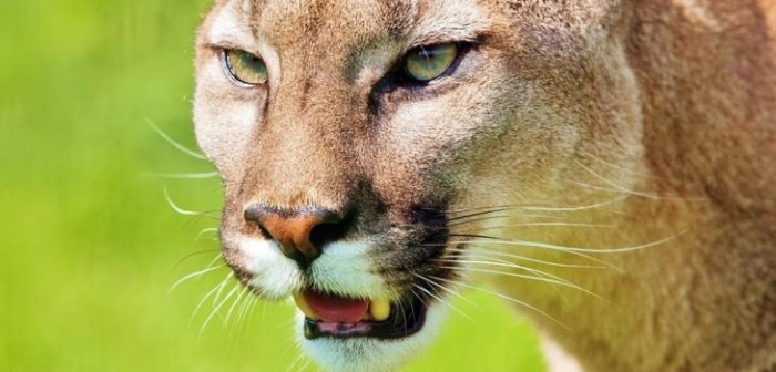 Un perro y no un puma habría asustado a pareja que celebraba día de los enamorados
