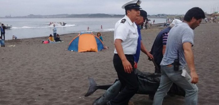 Visitantes de Caleta Lenga se asombran por presencia de cetáceo muerto en la playa