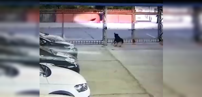 Video capta momento exacto en que perro ataca a anciana: acusa a dueño de incitar al can
