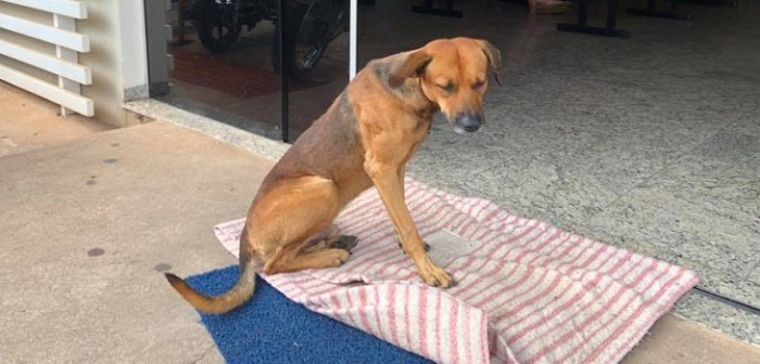 La incondicional espera de un perro afuera de un hospital: su amo falleció hace 4 meses