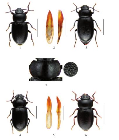 Revista Chilena de Entomología