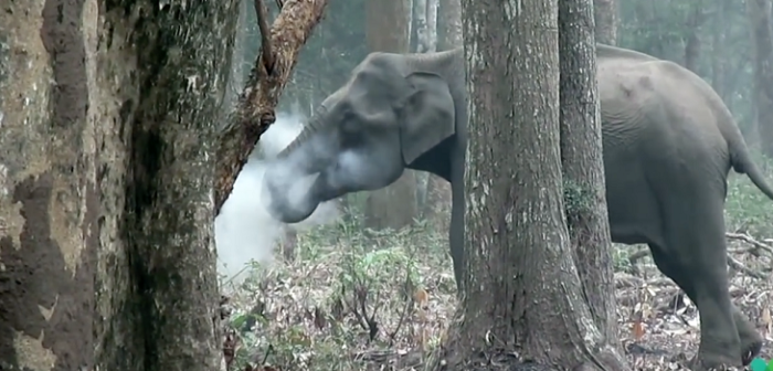 ¿Fumando? La curiosa imagen de un elefante en India que desconcertó a científicos