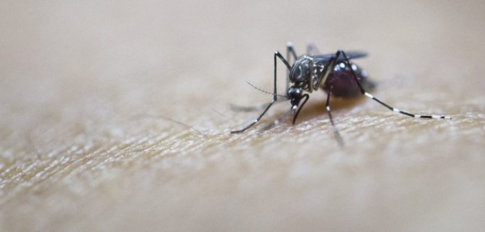 A calmarse: descartan transmisión de fiebre amarilla tras hallazgo de mosquito en Arica